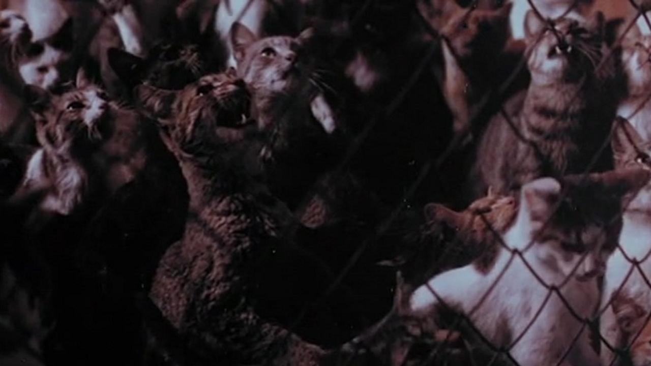 The Night of a Thousand Cats Background