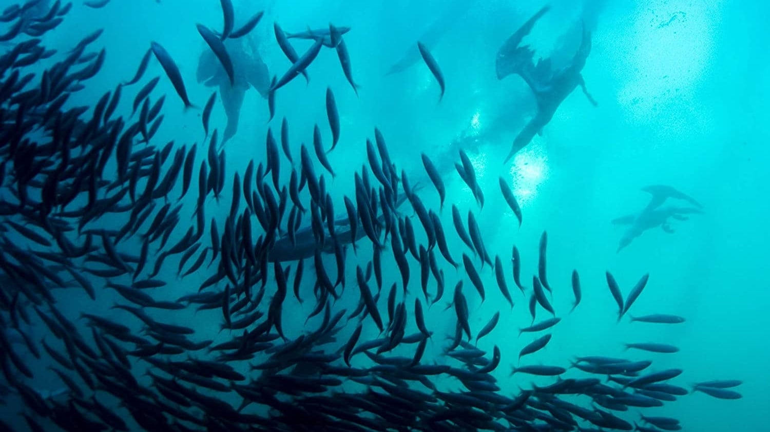 Wild Ocean Background