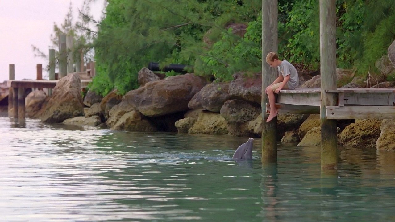 Dolphin Kick Background