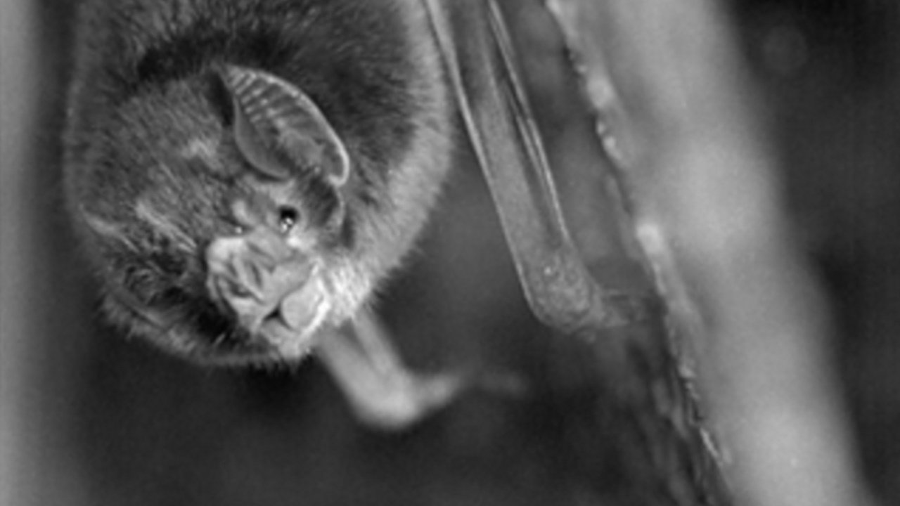 The Vampire Background