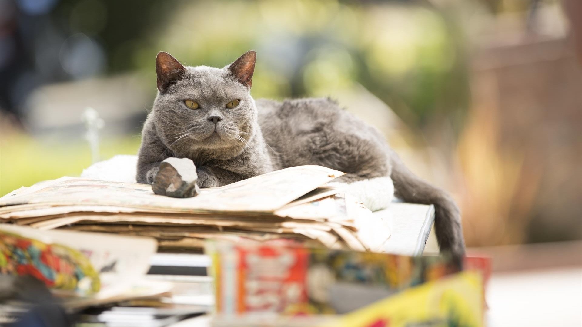 Murder of a Cat Background