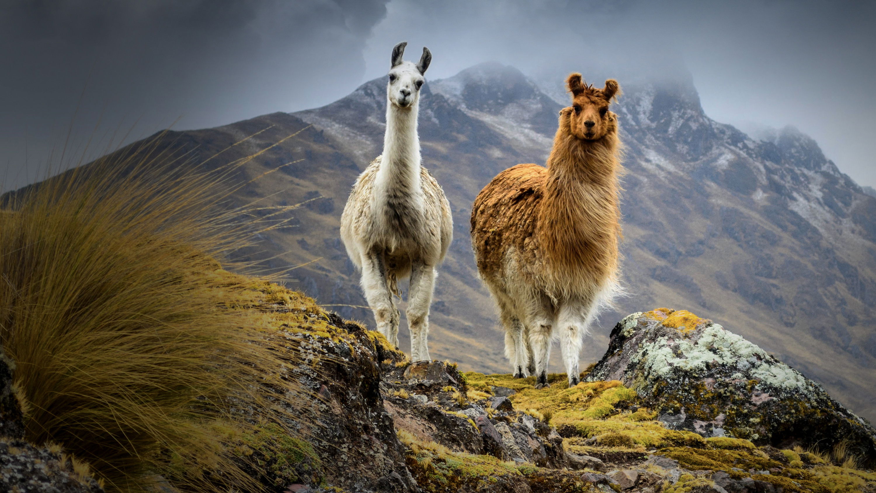 South America Untamed Background
