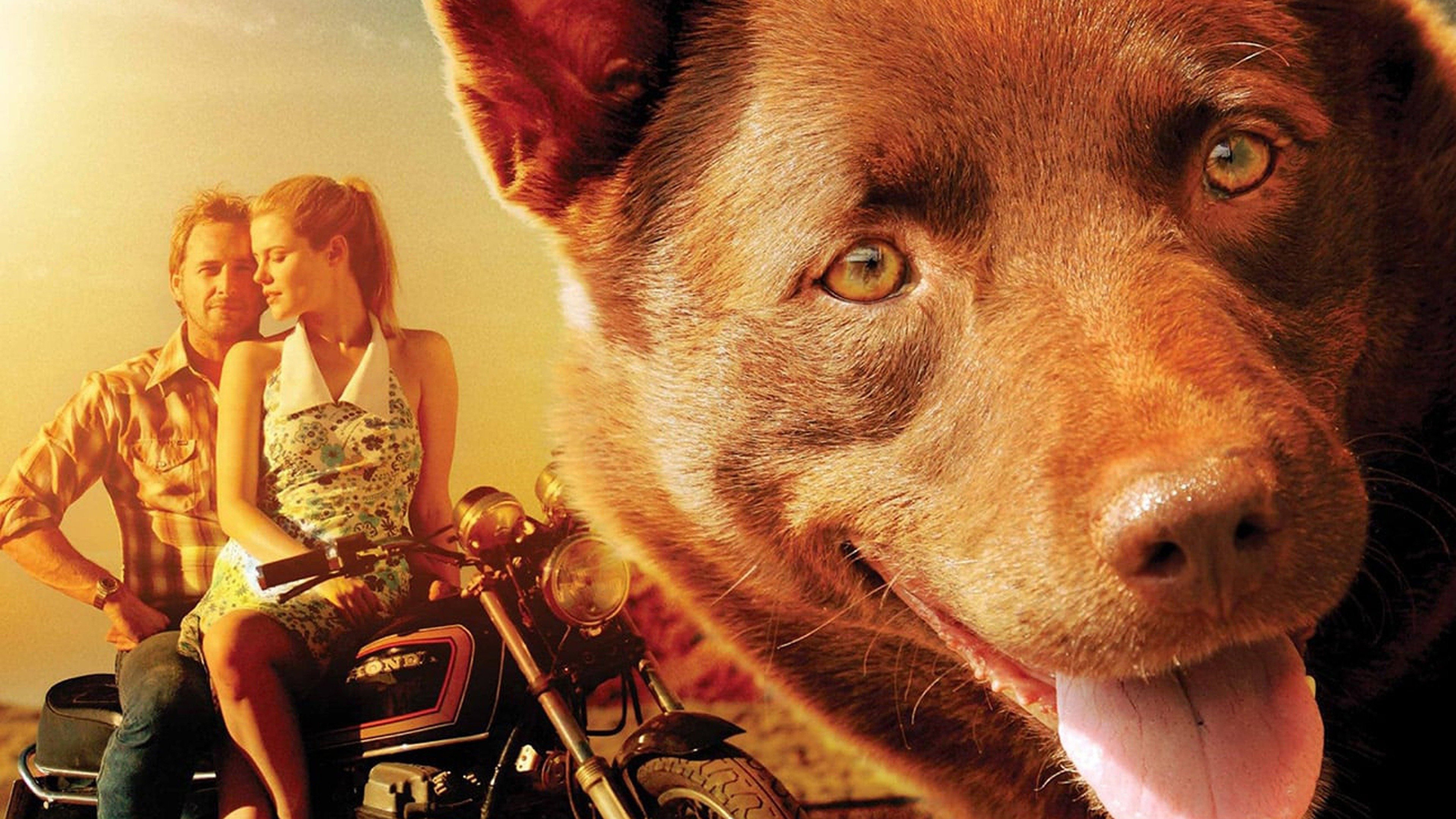 Red Dog Background