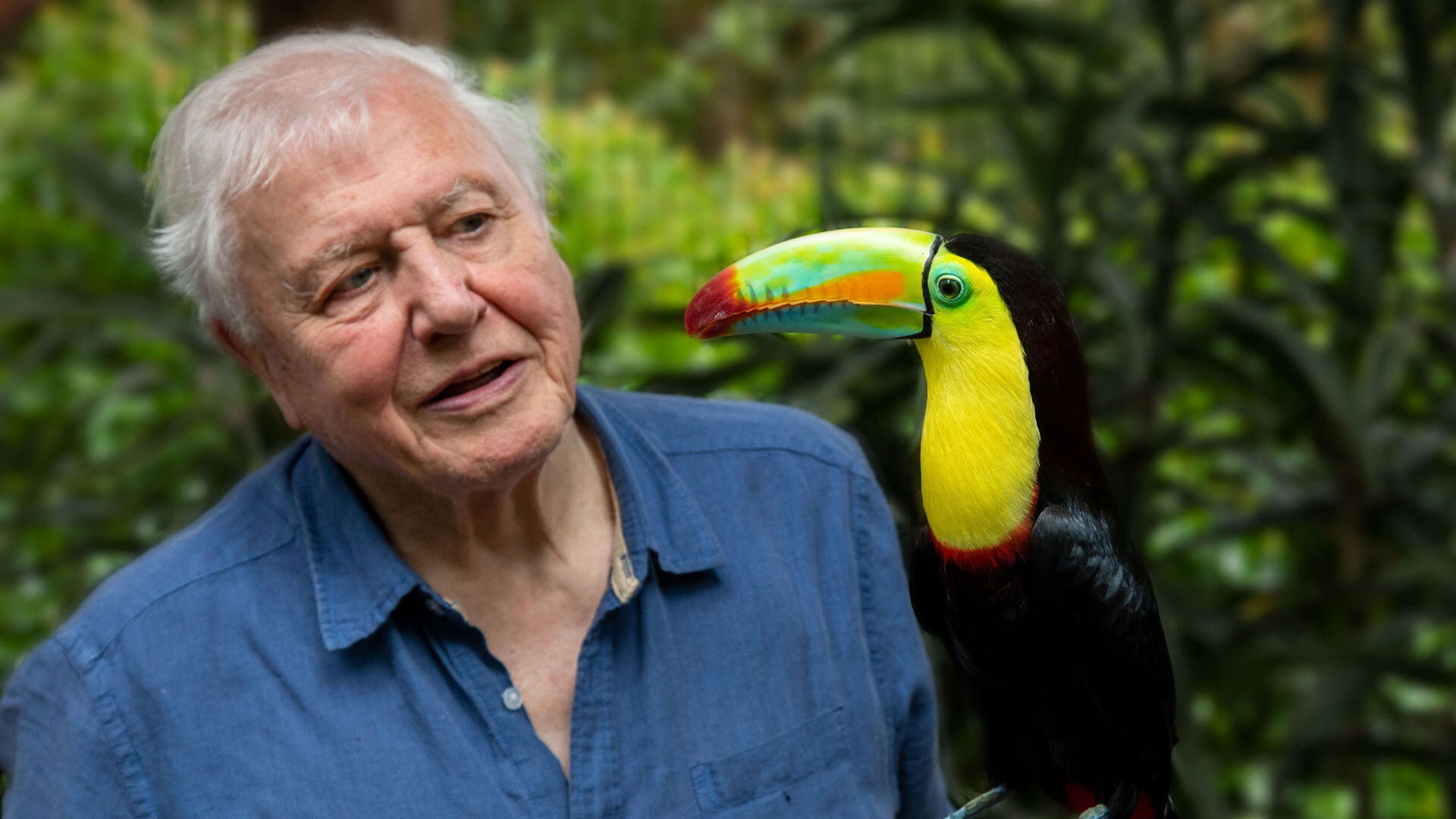 Attenborough's Life in Colour Background