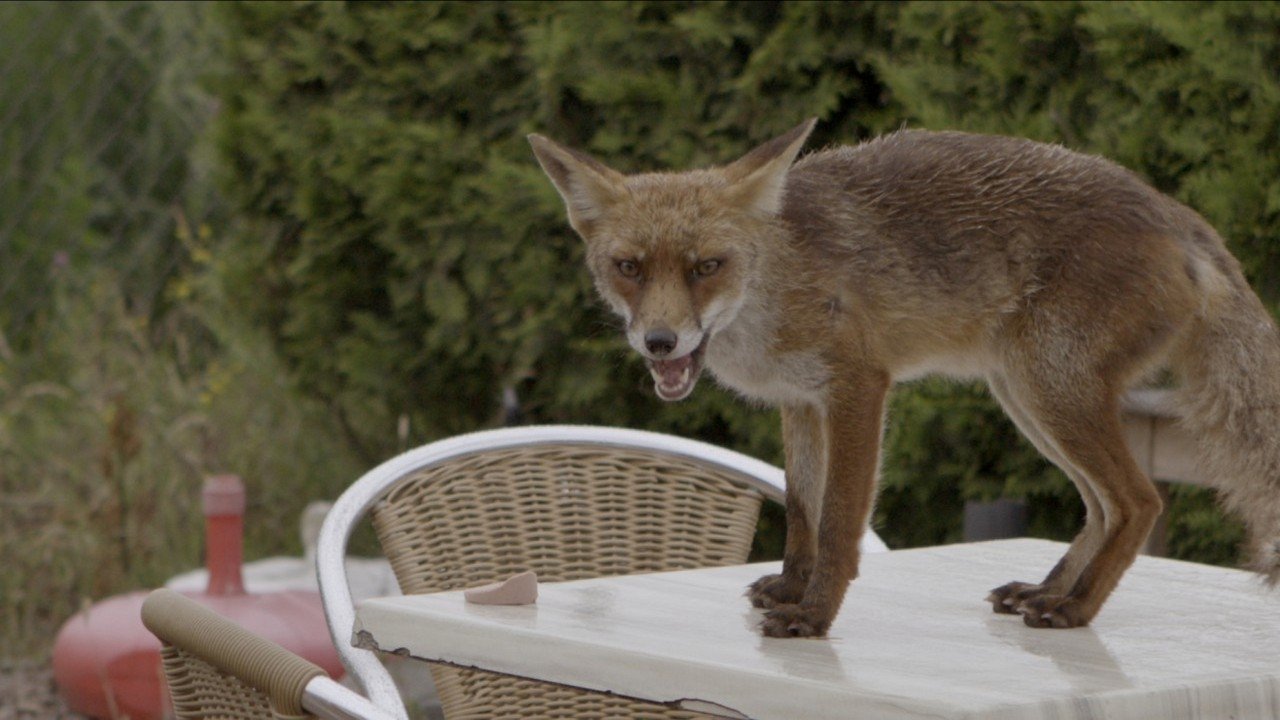 Wild Amsterdam Background