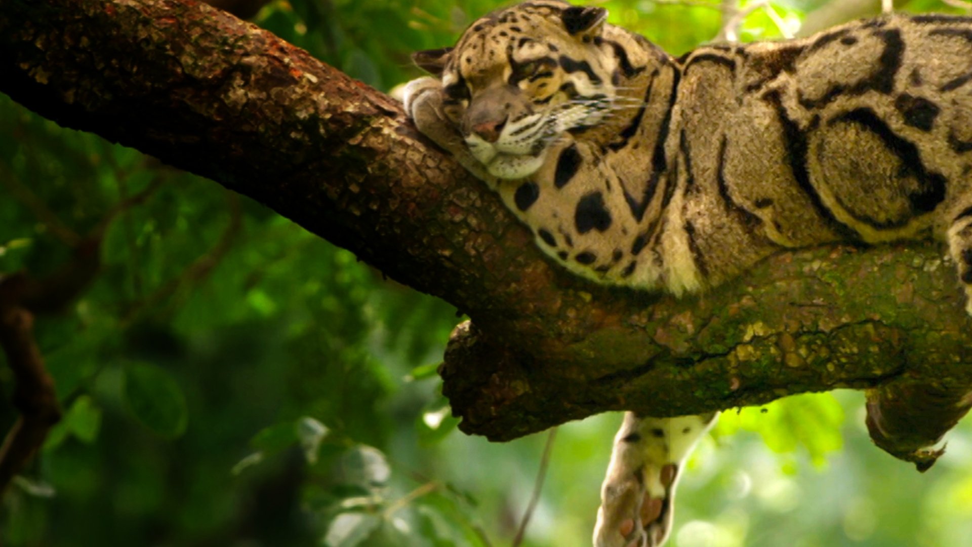India's Wild Leopards Background