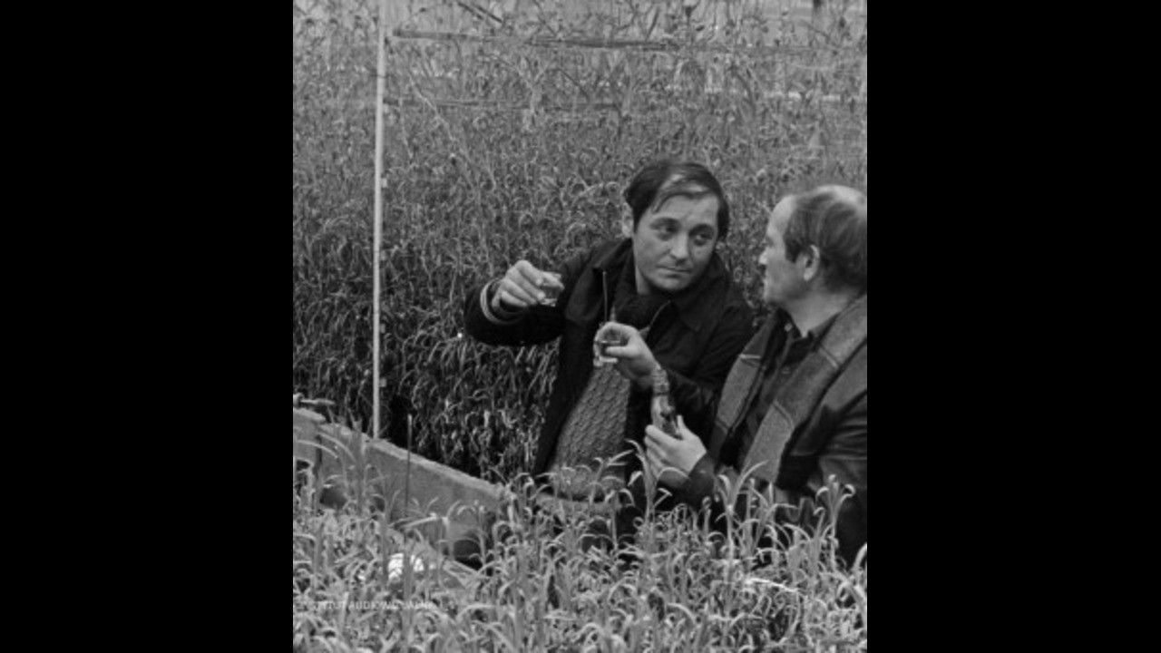 Siedem czerwonych róż, czyli Benek kwiaciarz o sobie i o innych Background