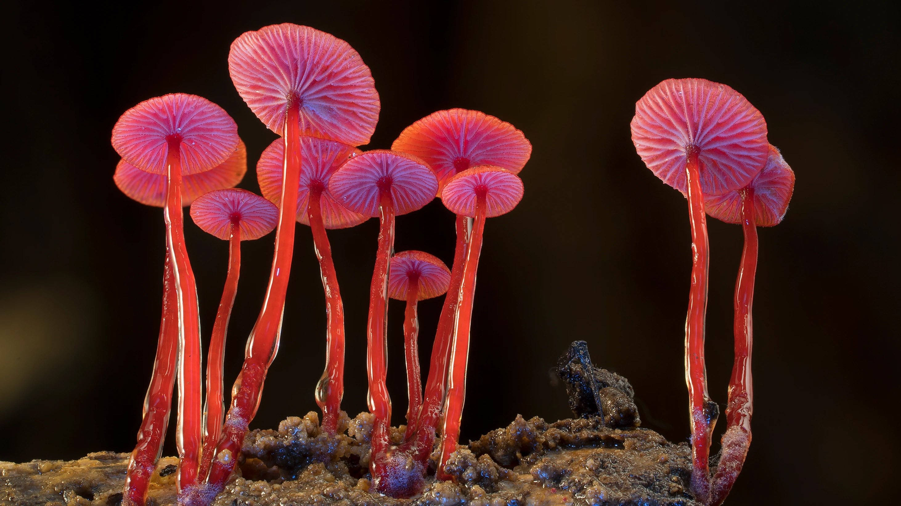 Fungi: The Web of Life Background