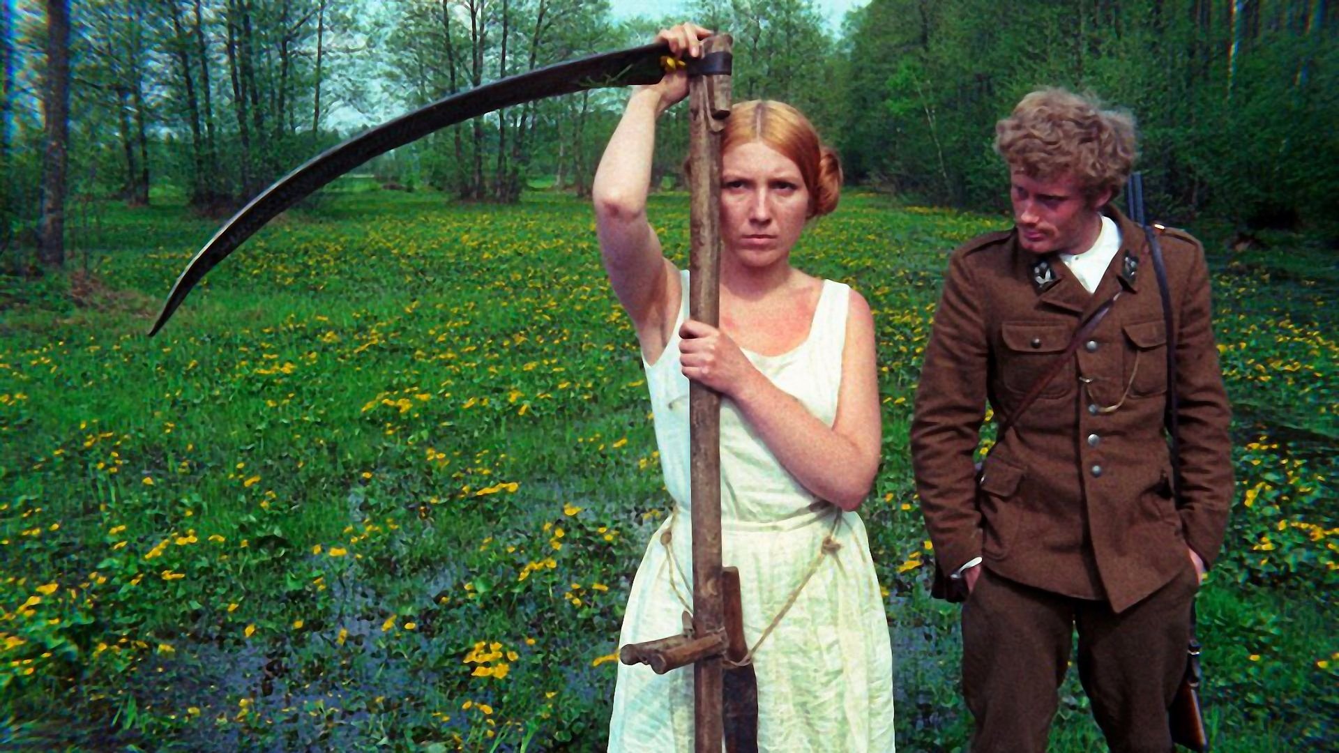 The Birch Wood Background