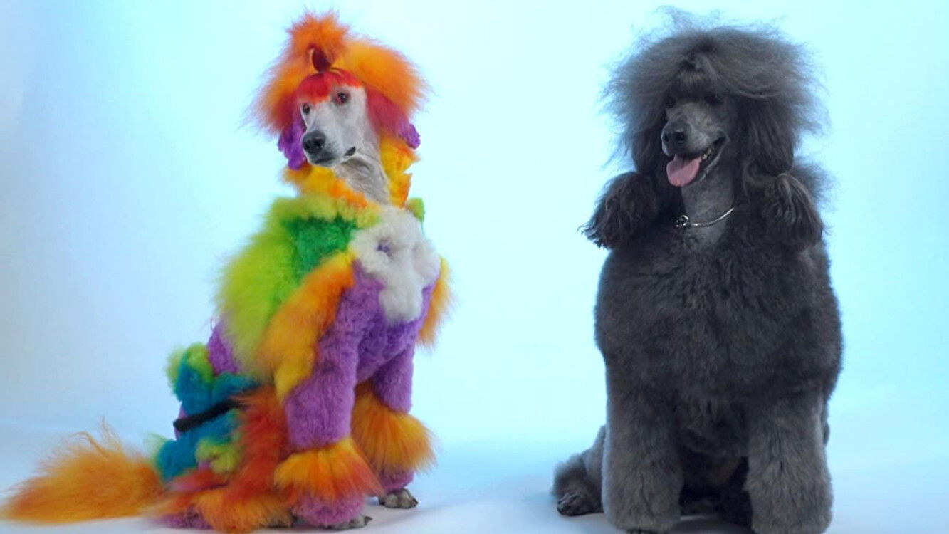 Well Groomed Background