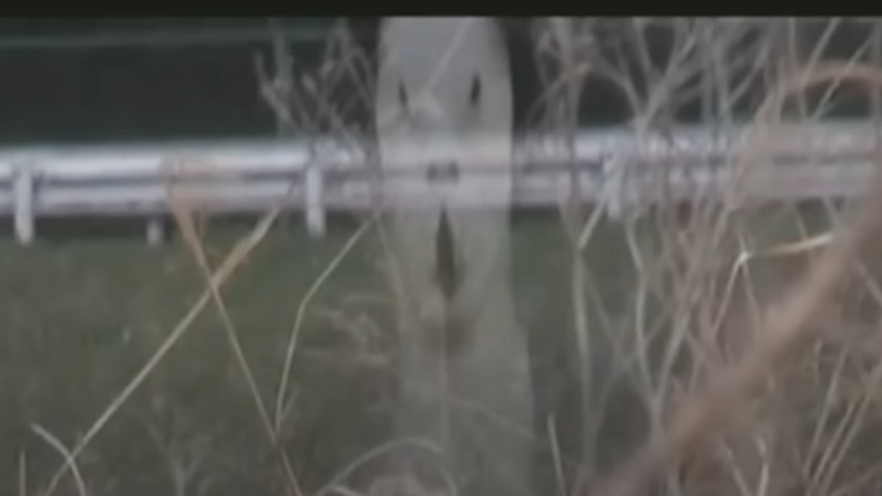 Cursed Psychic Video XXX 7 Background