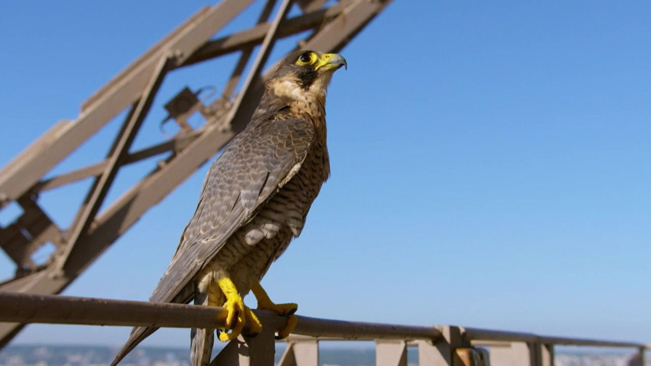 Paris: A Wild Story Background