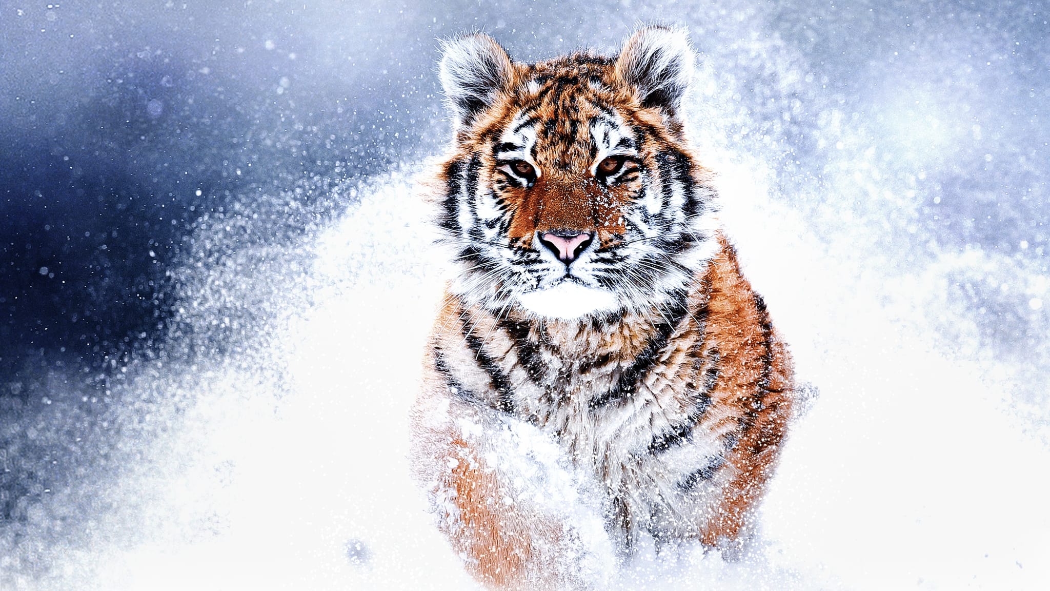 Russia's Wild Tiger Background