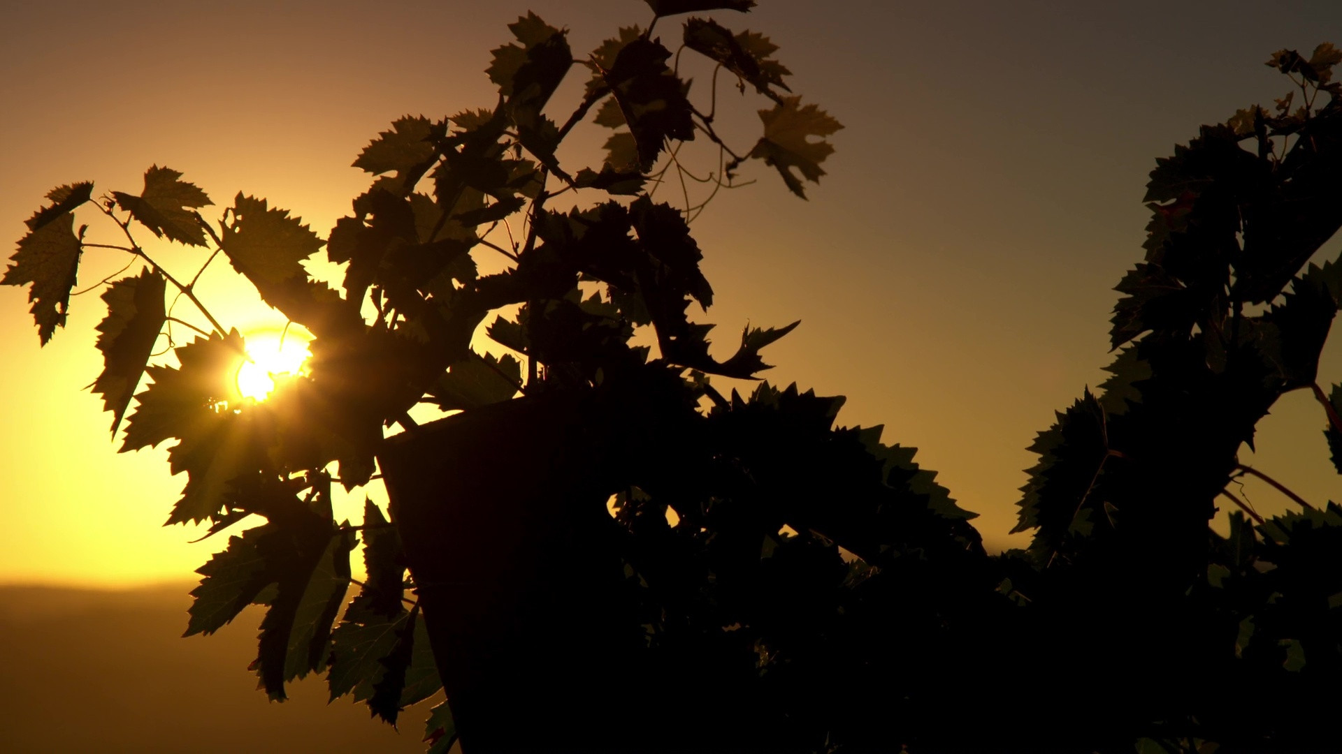 Somm: Into the Bottle Background