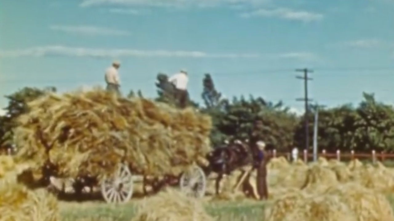 The Percheron Background