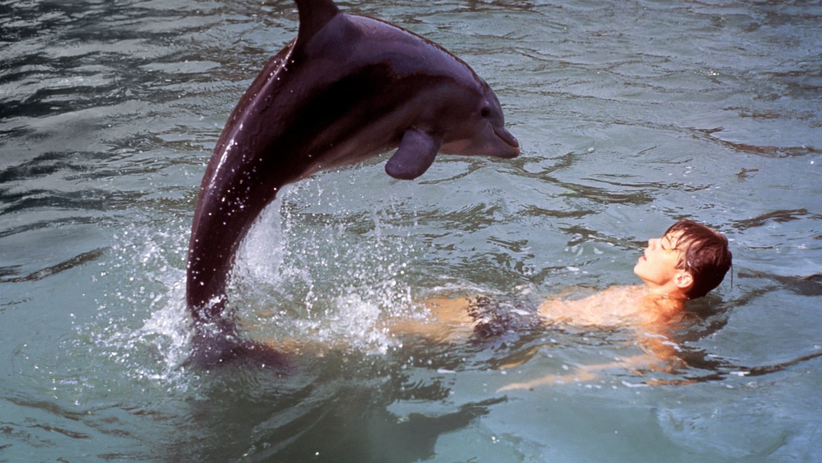 Flipper's New Adventure Background