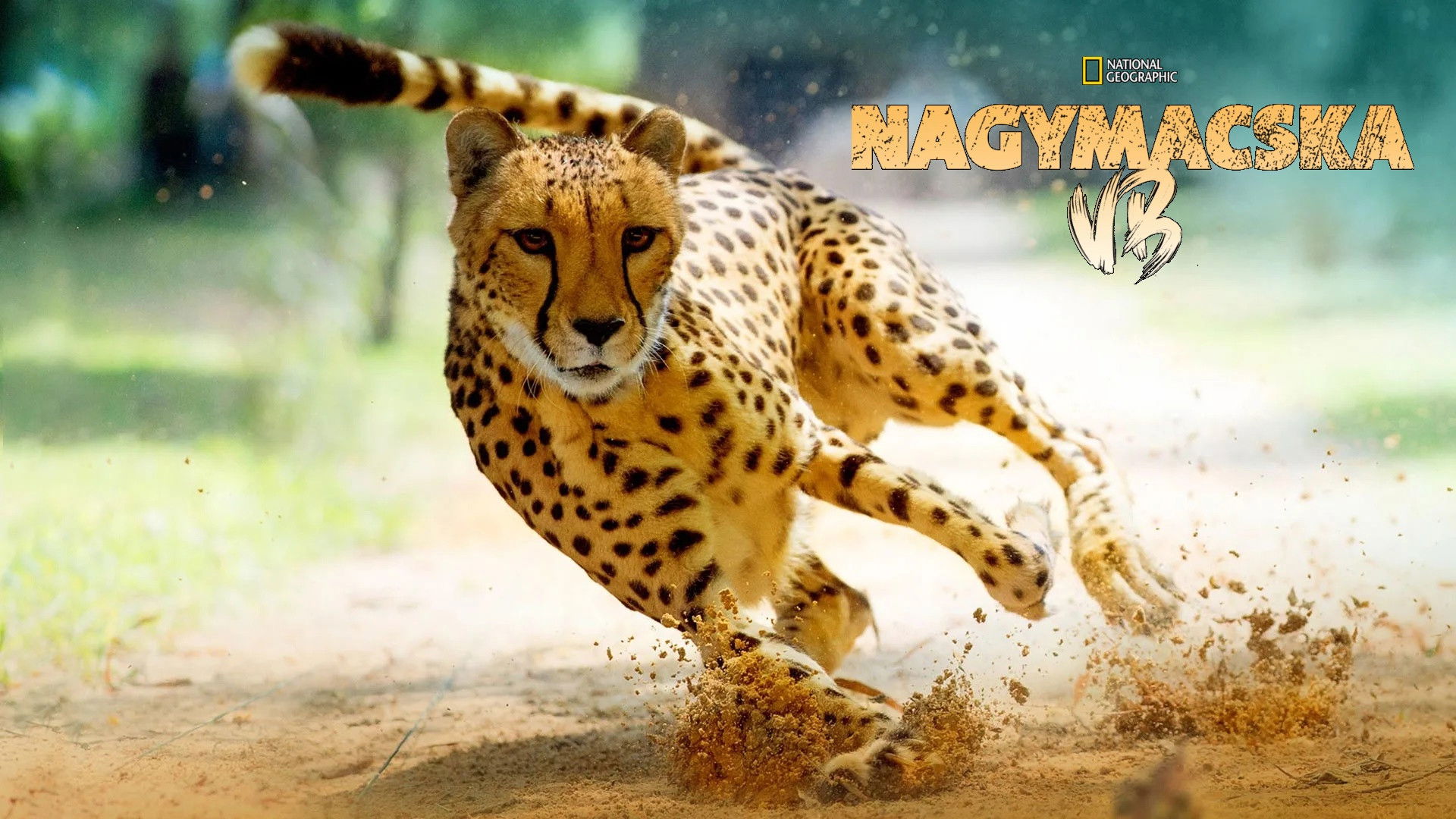 Big Cat Games Background