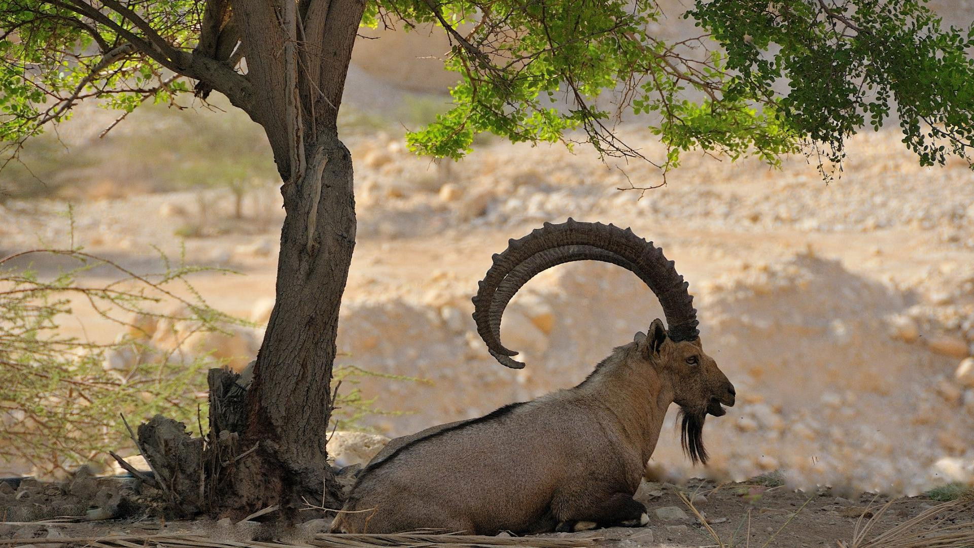 Land of Genesis Background