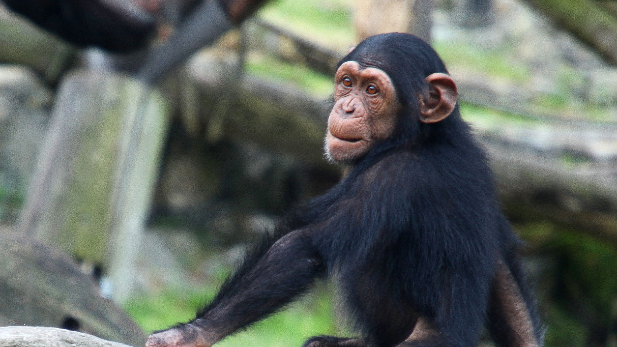 Inside Taronga Zoo Background
