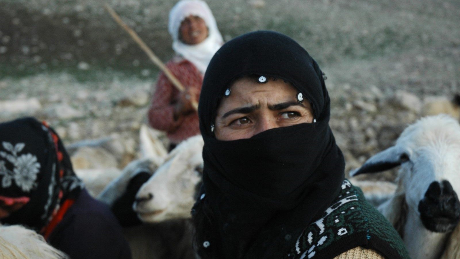 The Last Season: Shawaks Background