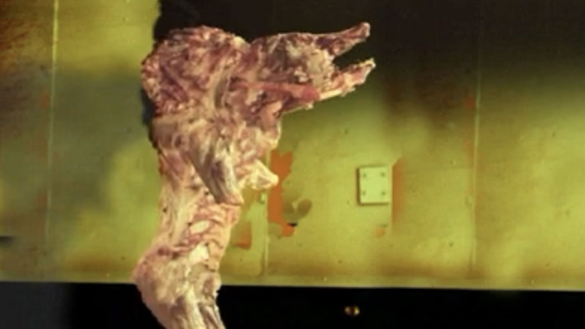 The Pig Walks Background