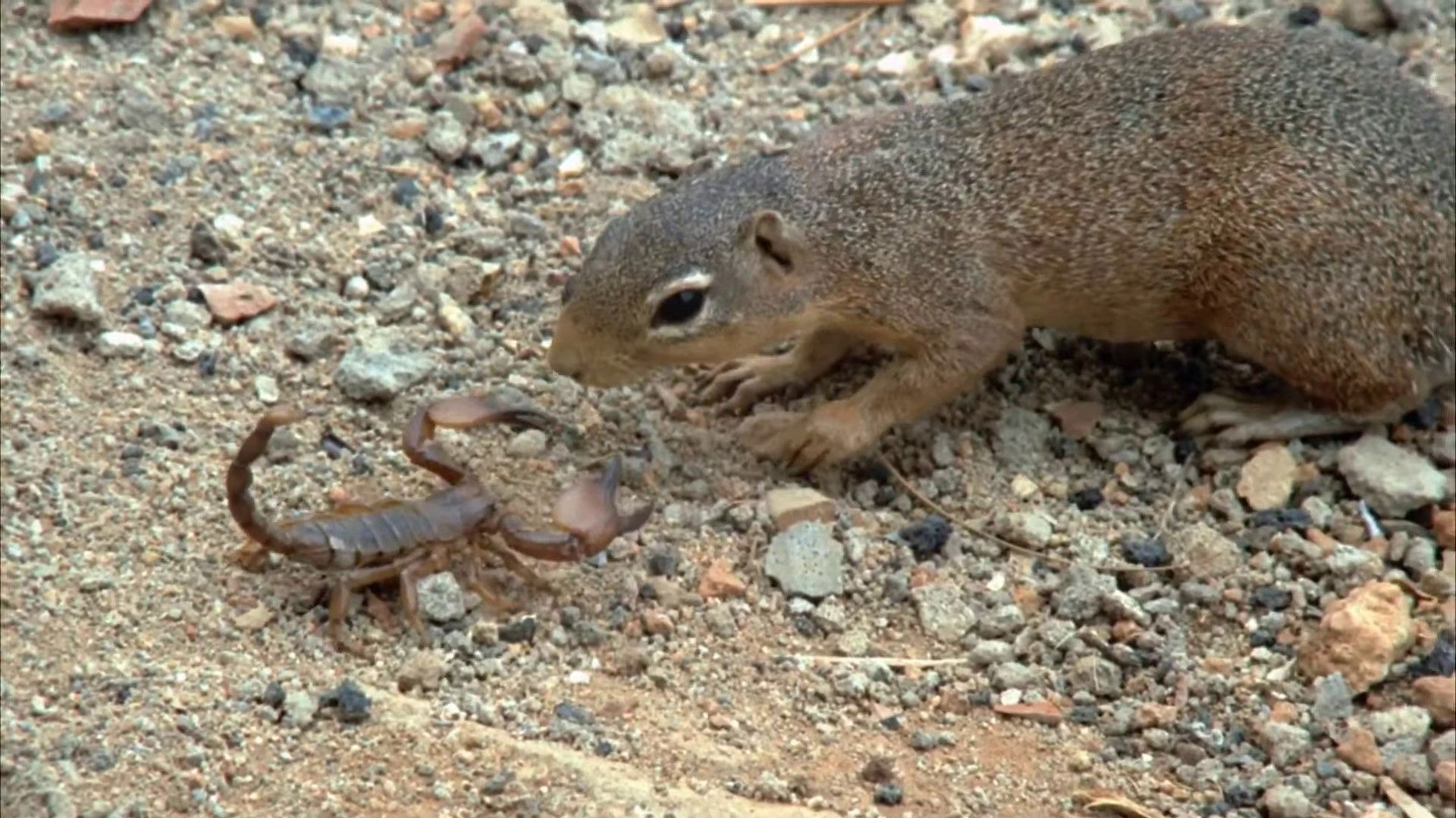 The End of the Game Background