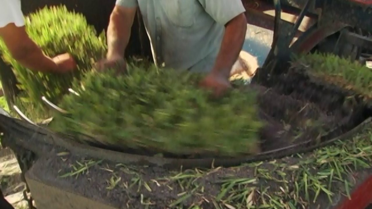 Gimme Green Background