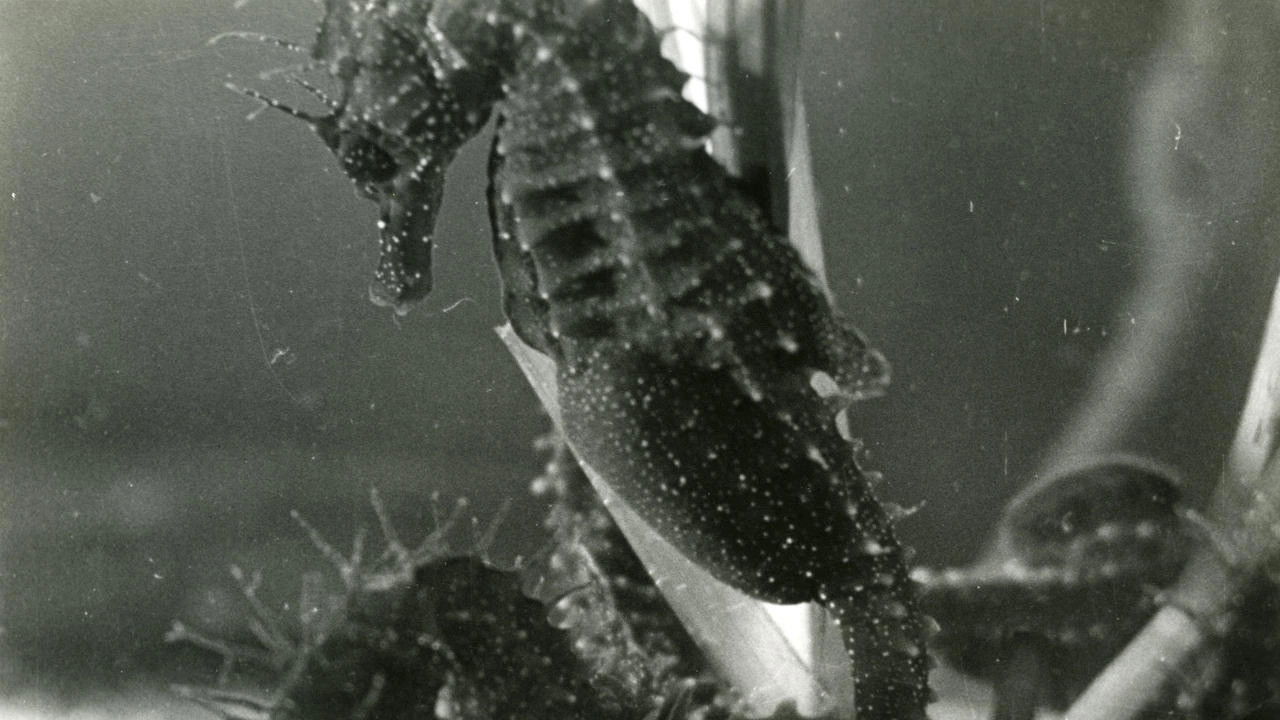 The Sounds of Science Background