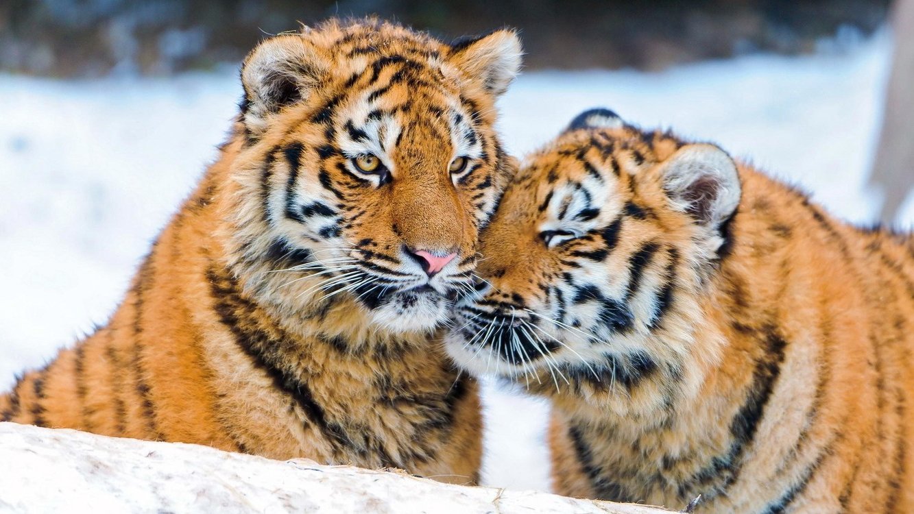 Tigers of the Snow Background