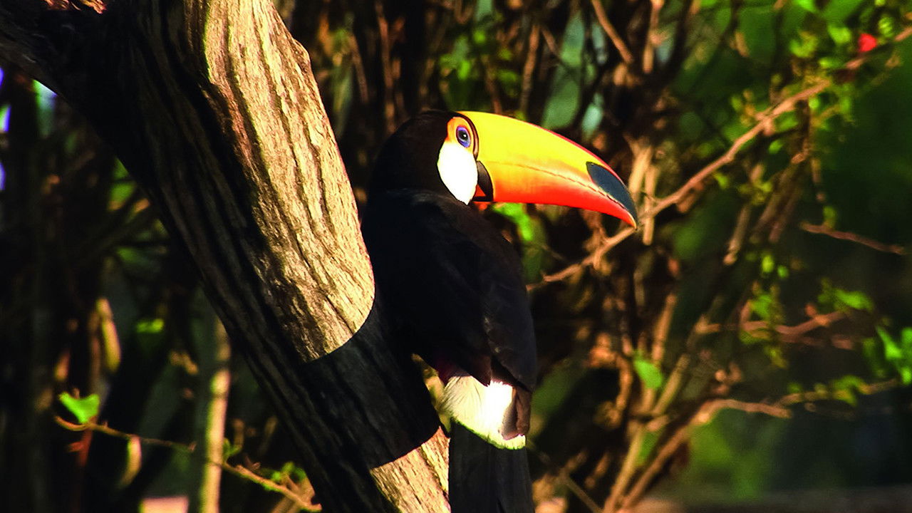 Planet HD South America Background