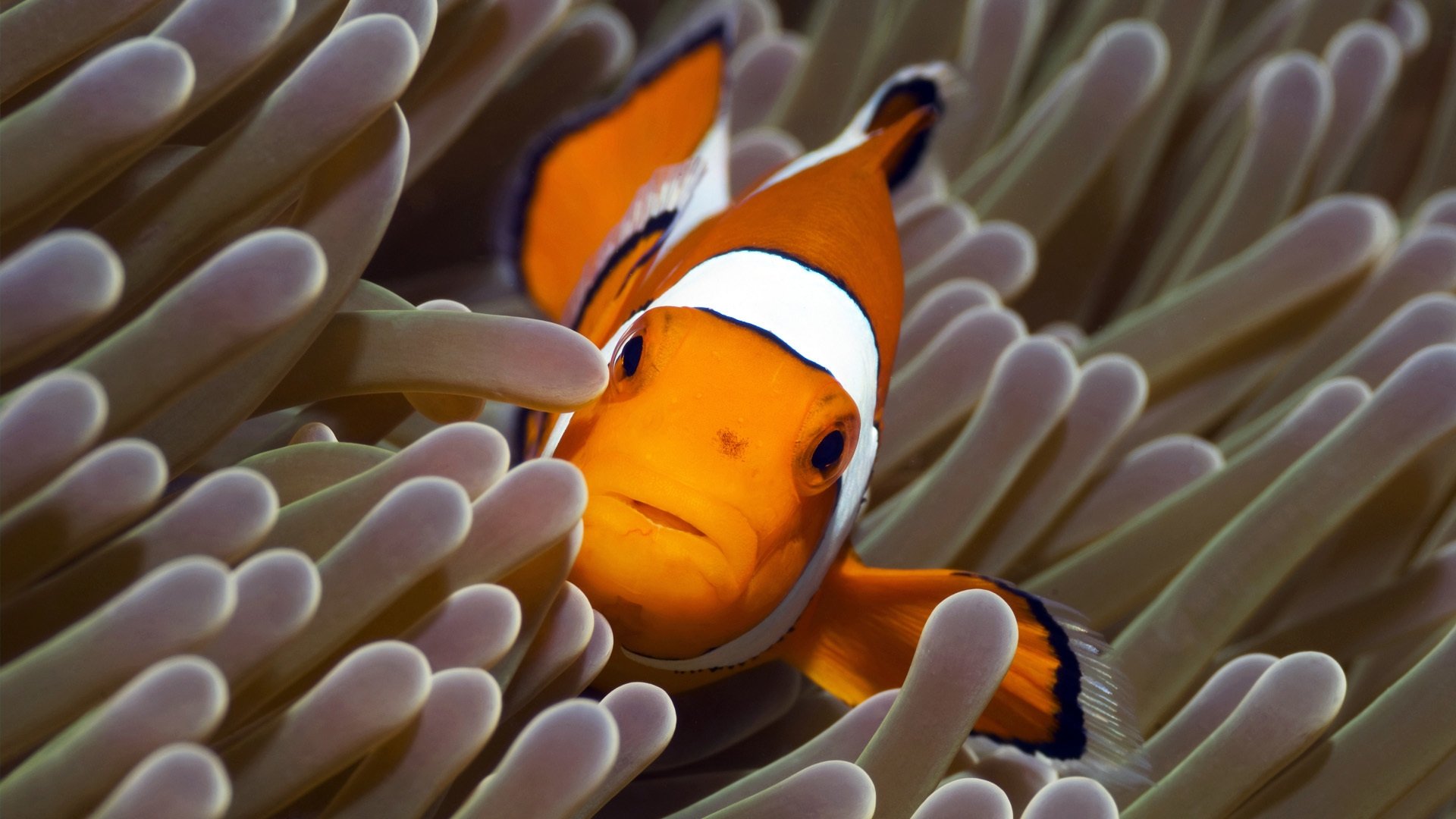 The Blue Planet Background