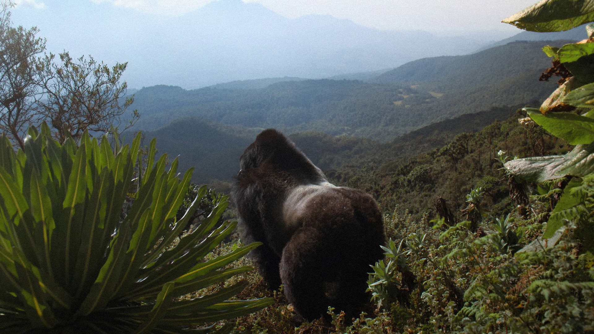 A Gorilla Story: Told by David Attenborough Background