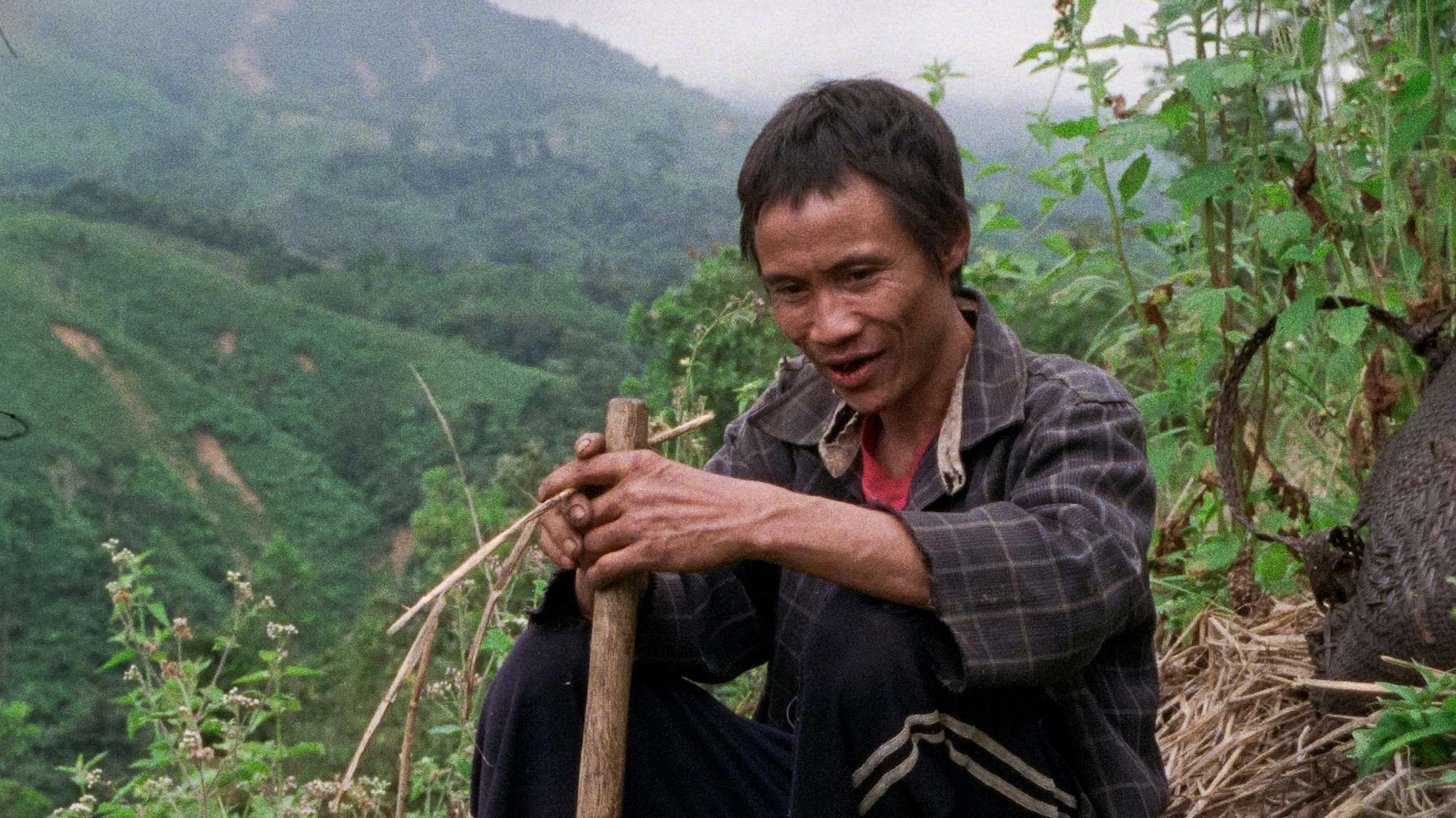 The Tree House Background