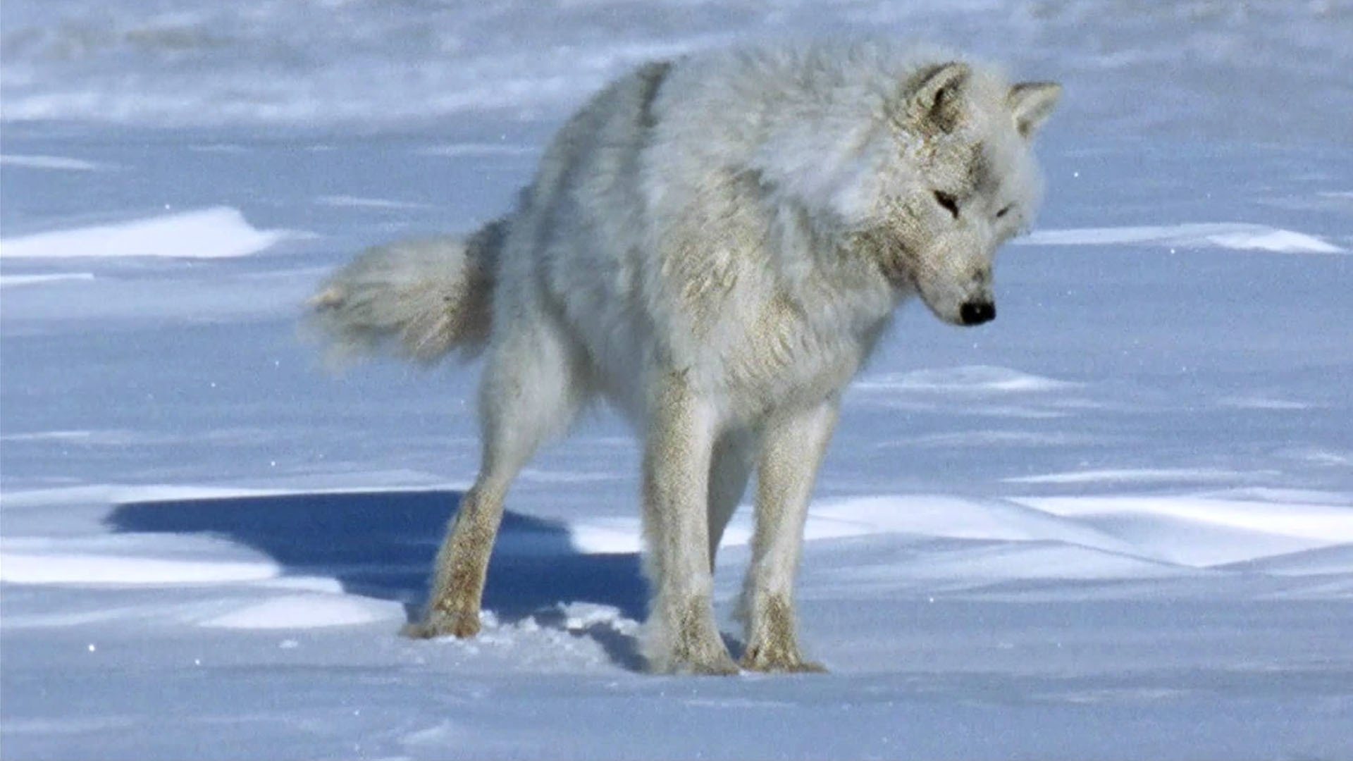 The White Planet Background