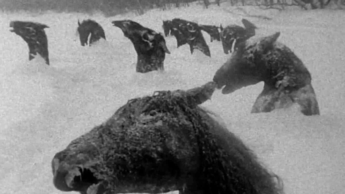 My Winnipeg Background