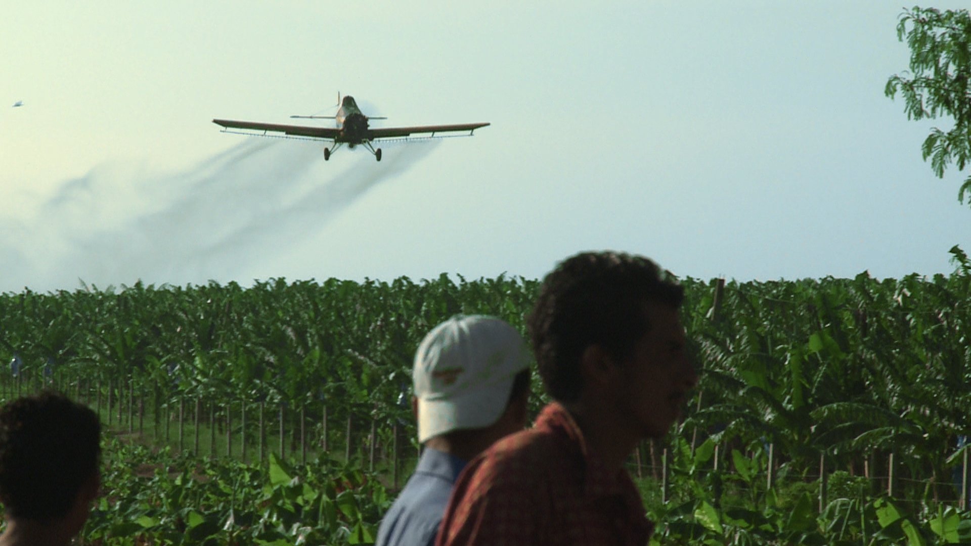 Bananas!* Background