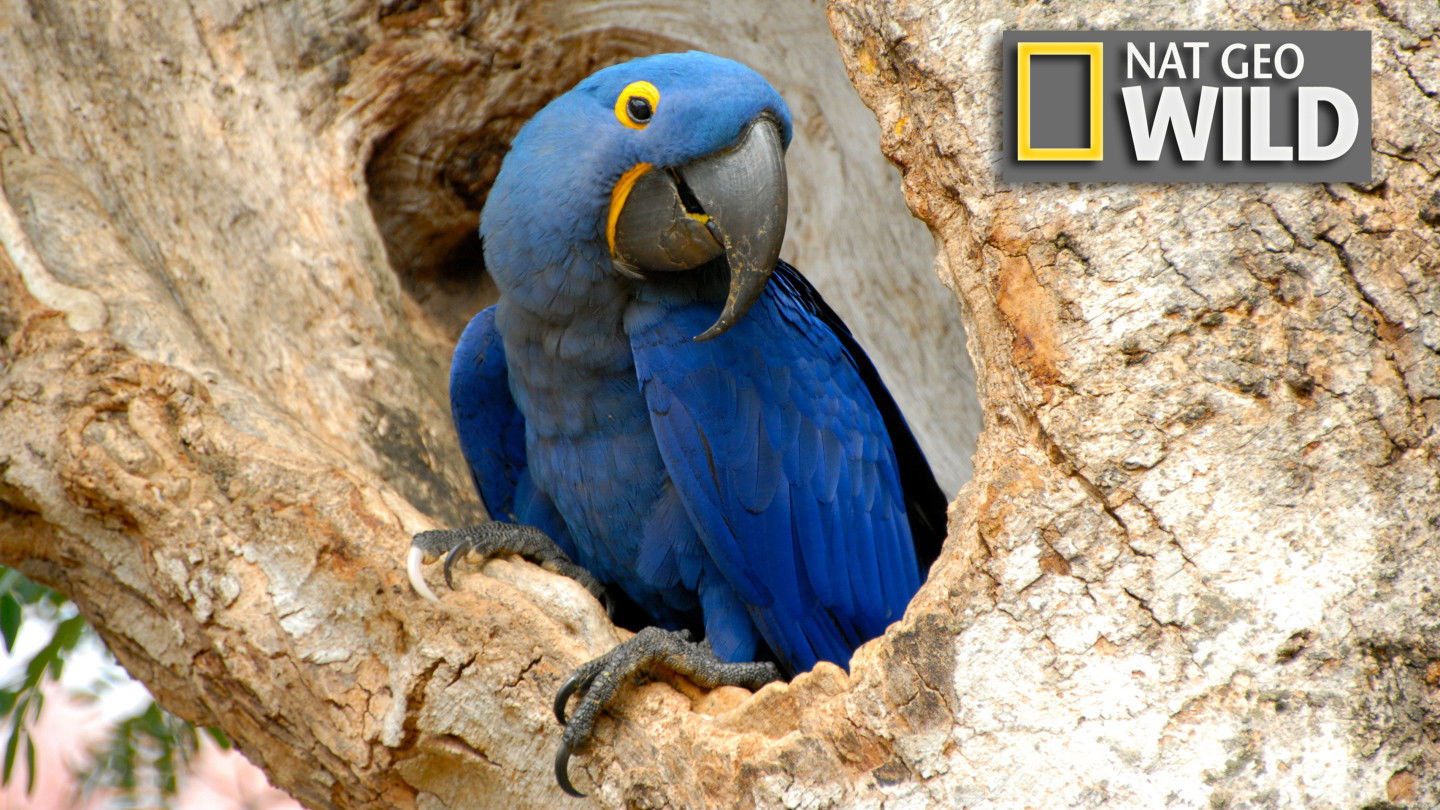 Wildest Latin America Background