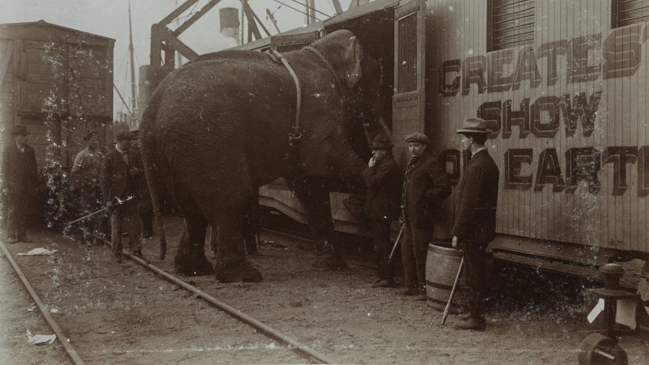 The Tragic Story of Fritz the Elephant Background