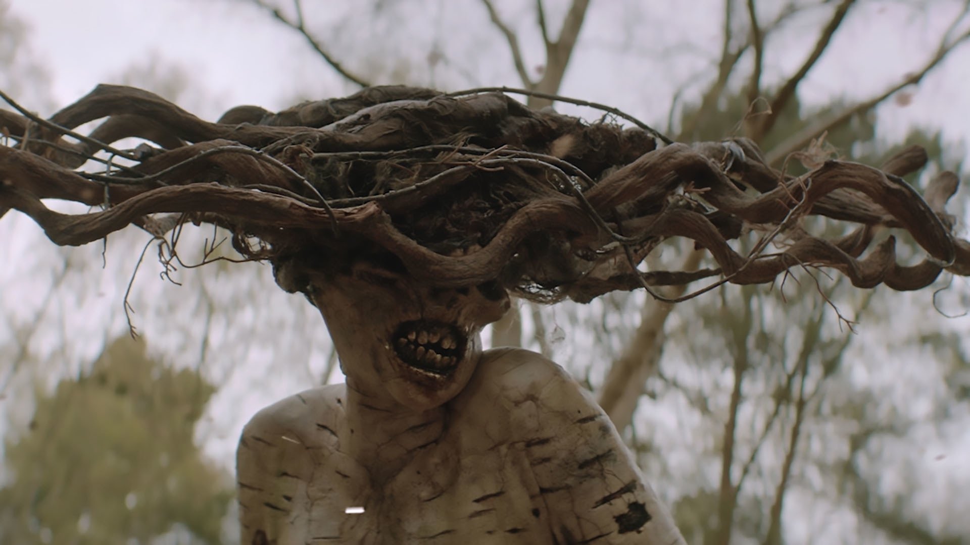 The Birch Background