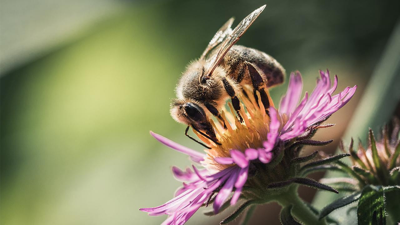 Où sont passées les hirondelles ? Background