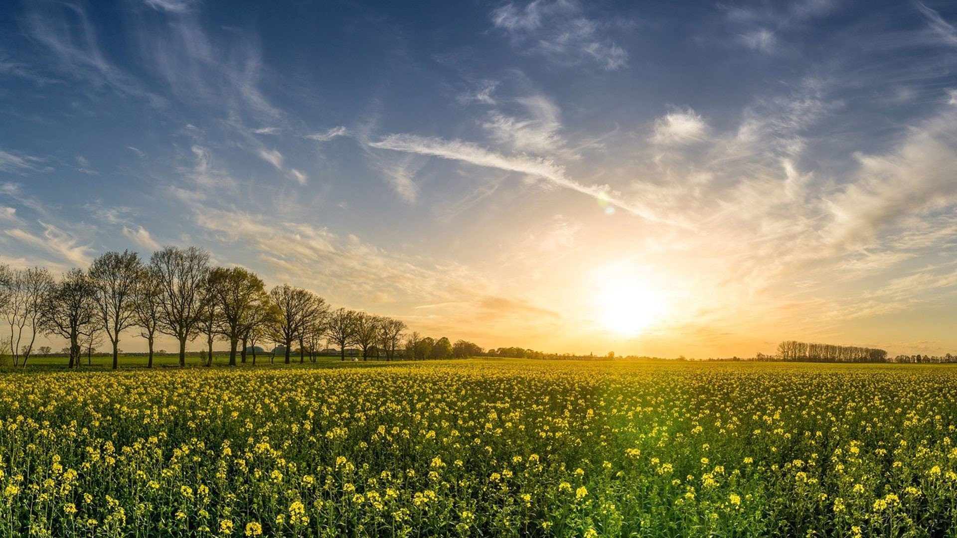 Die grüne Revolution - Bio statt Kohle und Öl? Background