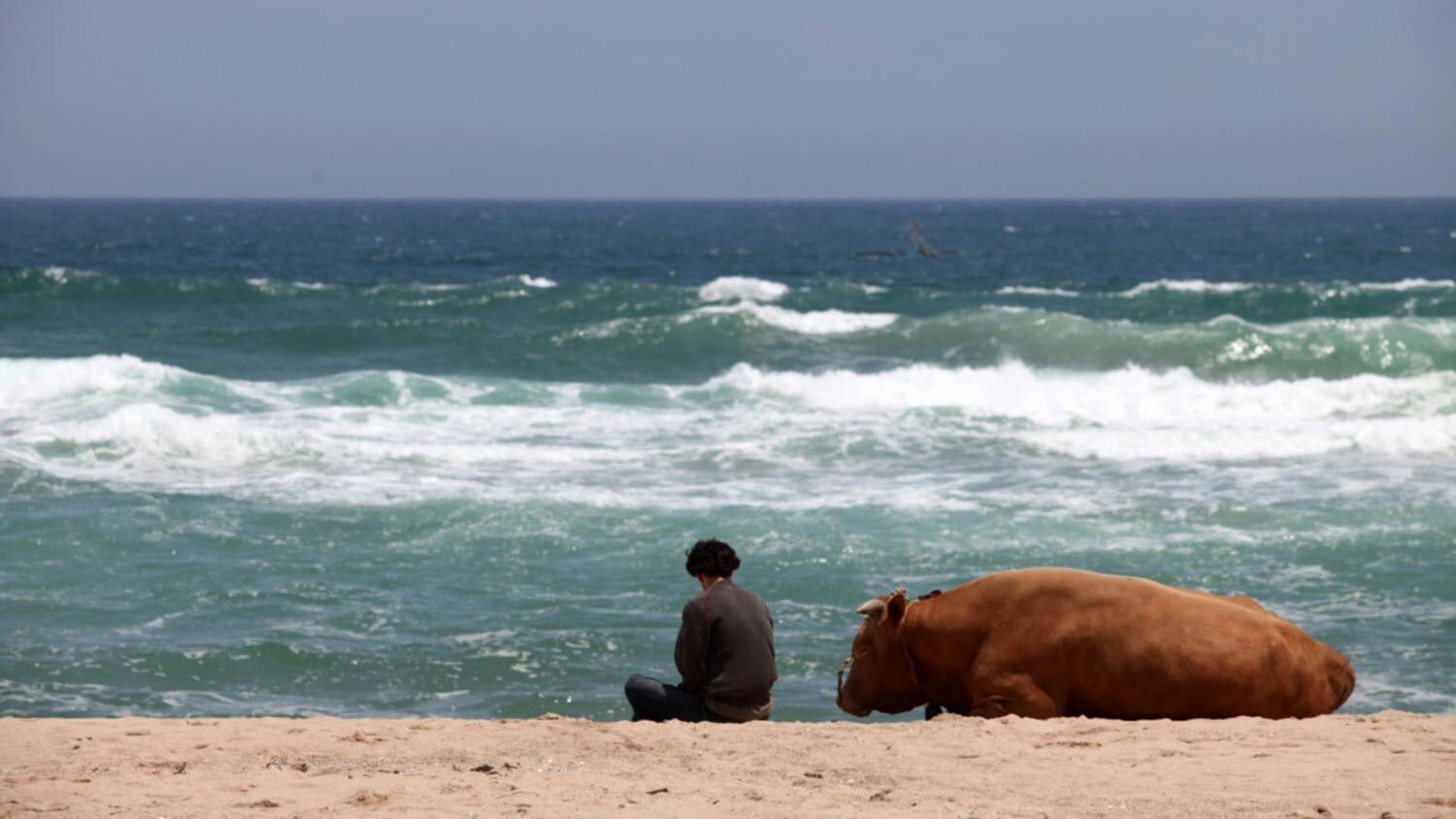 Rolling Home with a Bull Background