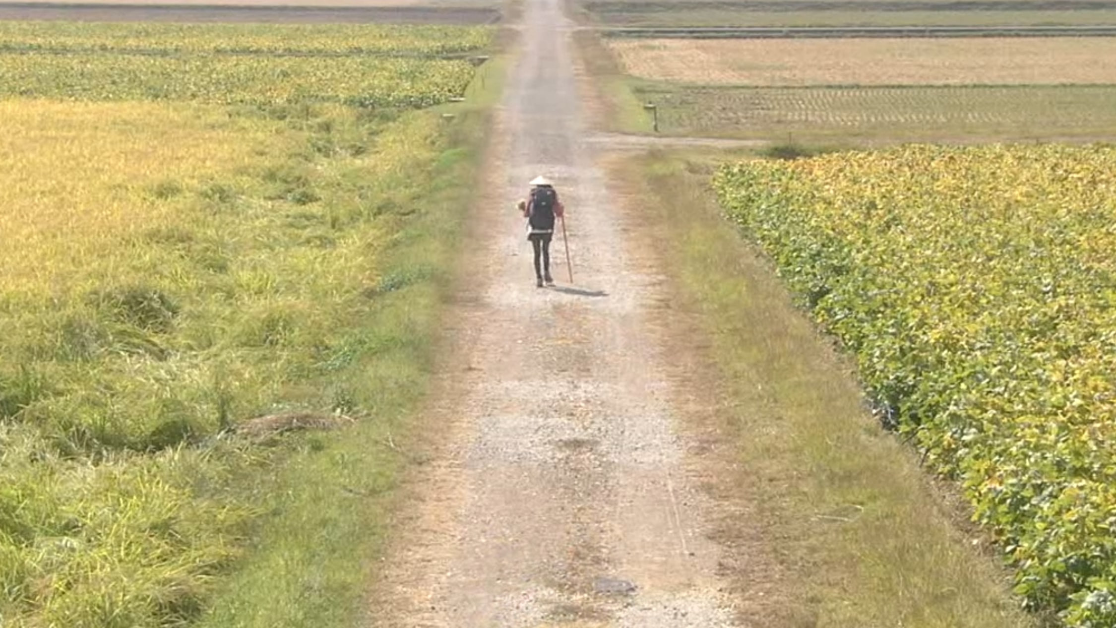 Walk, Walk, Walk ~ Shikoku Pilgrimage Journey Background