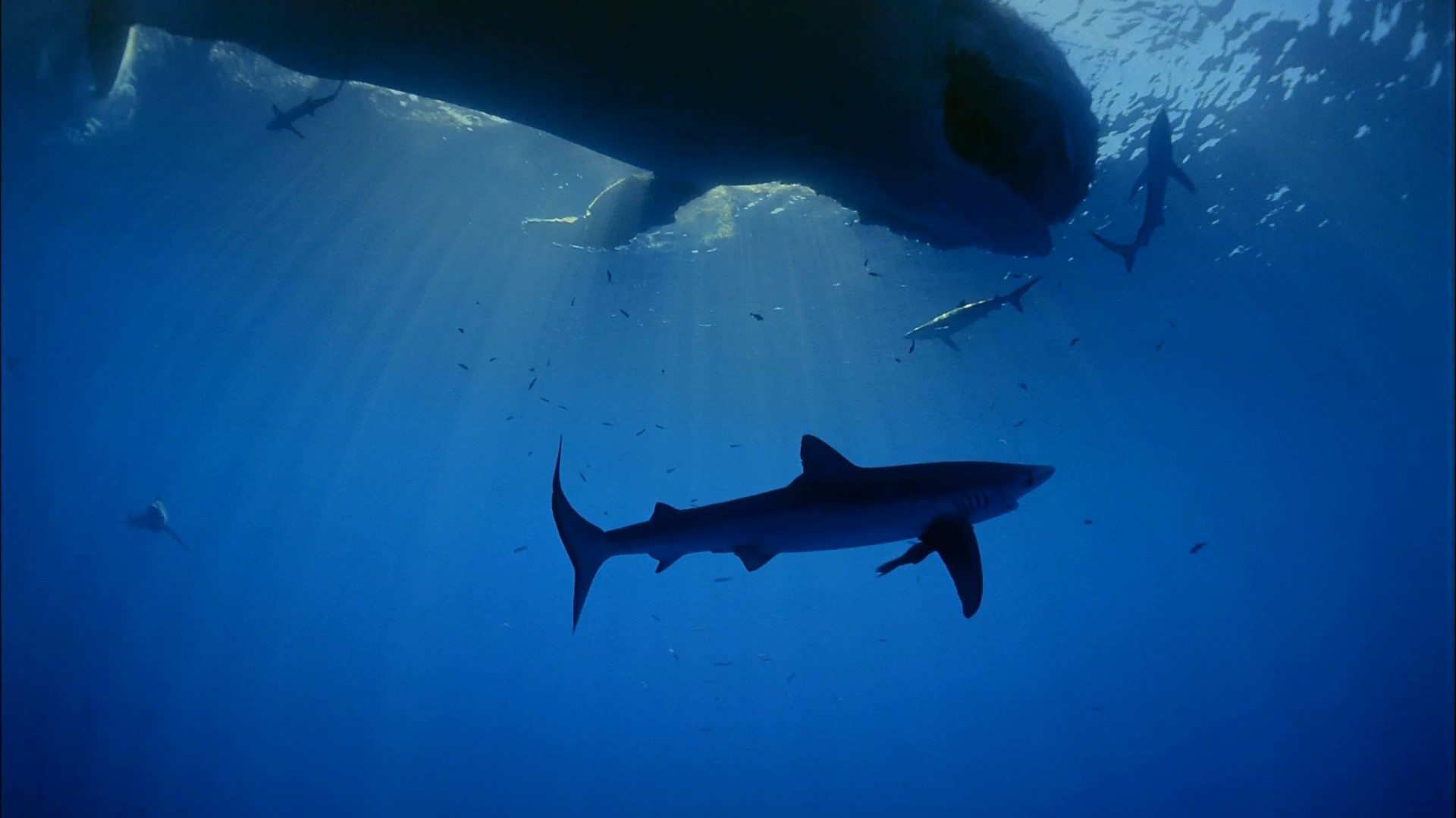 Ocean Oasis Background