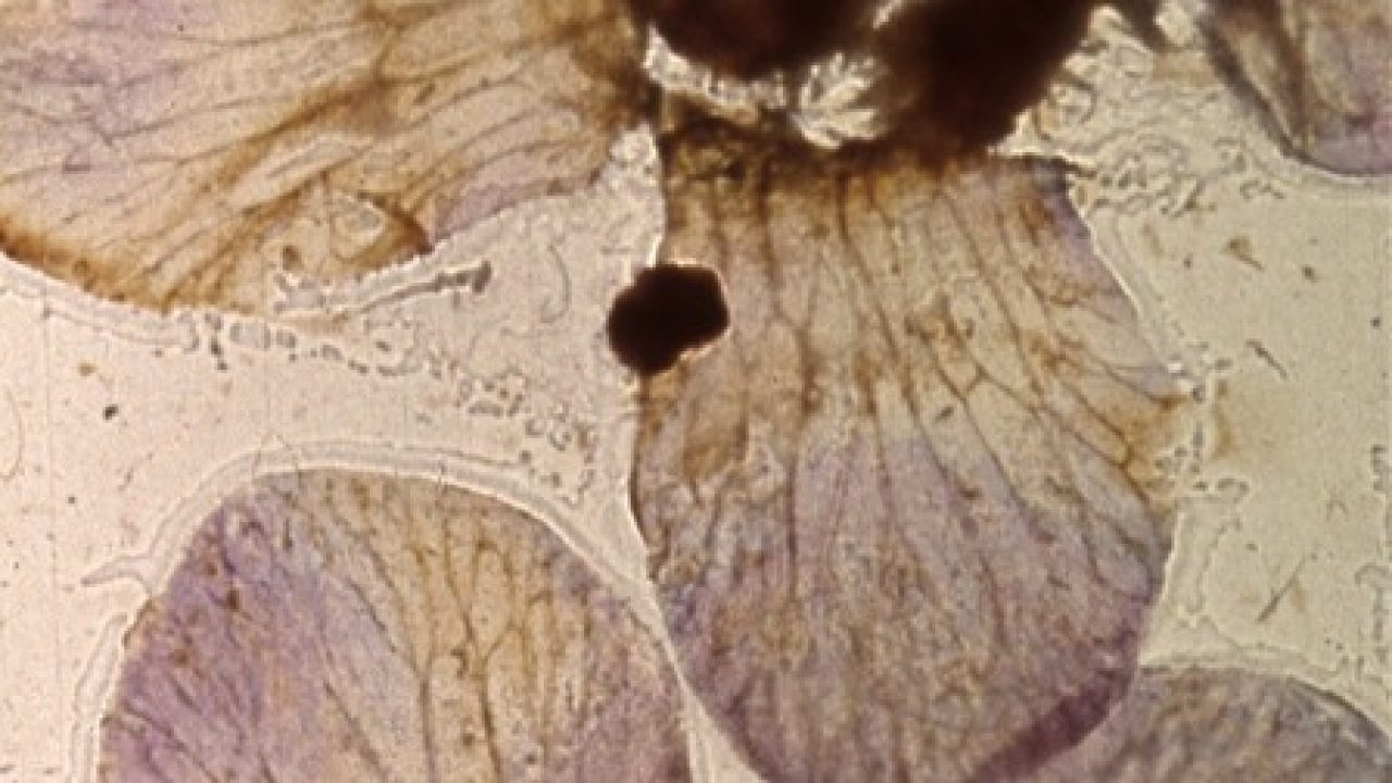 Mothlight Background