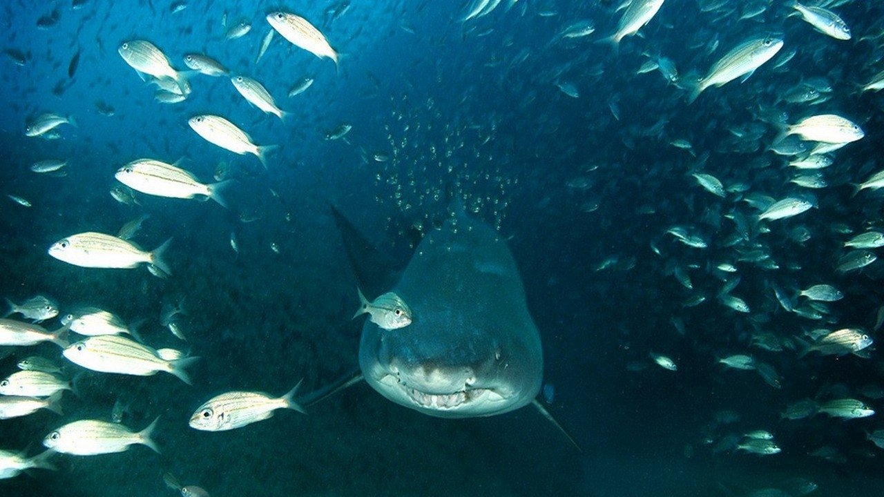 Deep Sea 3D Background