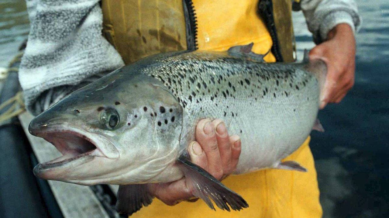 Fish: Farming in Troubled Waters Background