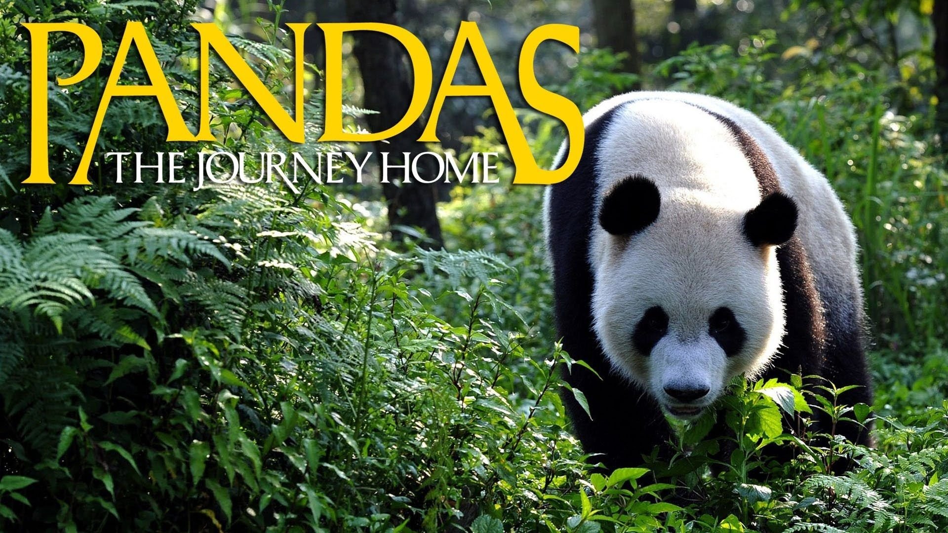 Pandas: The Journey Home Background