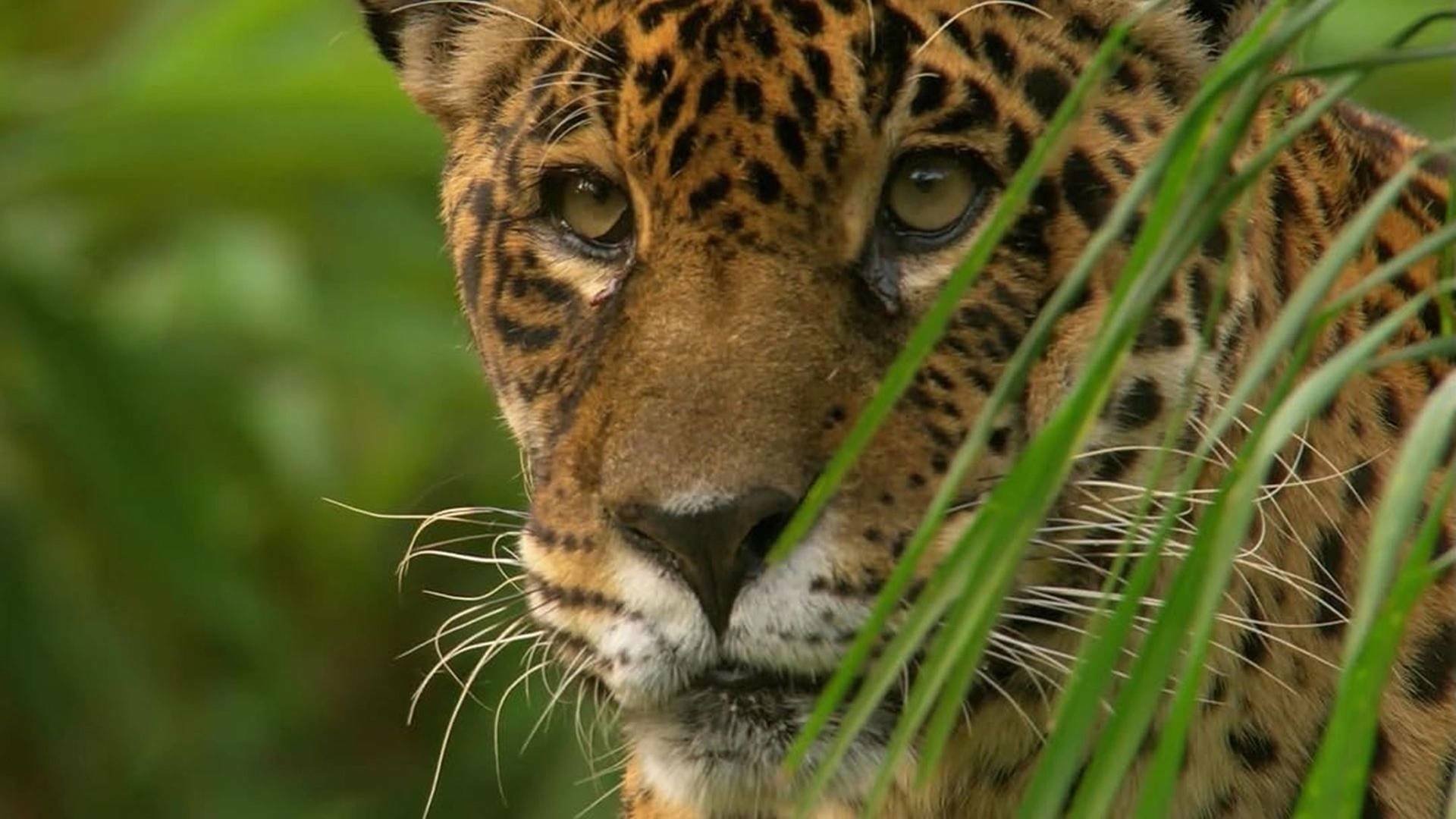Jaguar: King of the Jungle Background