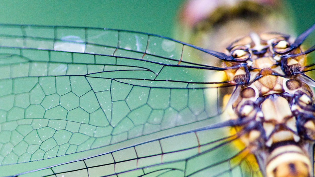 Biomimikry - Natürlich genial! Background